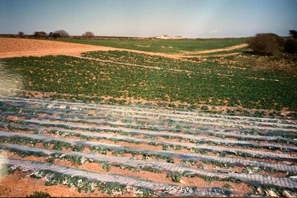 WSF002 RDPMHC0207.jpg
