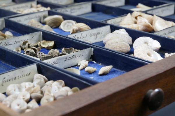 shells