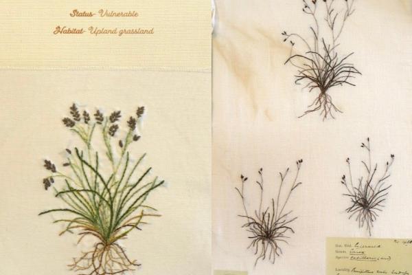 Carex capillaris (combined) by Judy Chaudhri.jpg