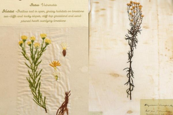 Galatella linosyris (combined) by Trixie Nuthall.jpg
