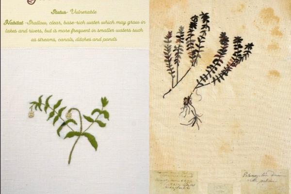 Groenlandia densa (combined) by Brenda Dayson.jpg