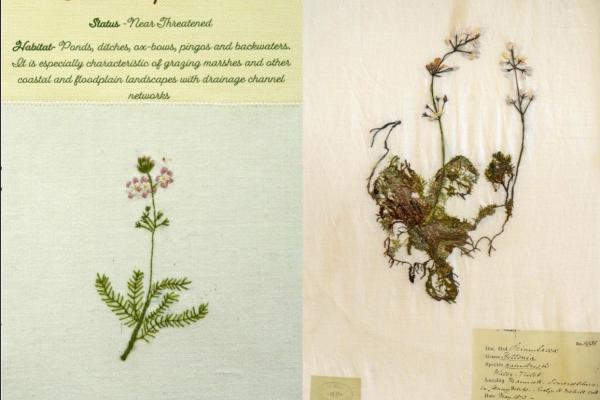 Hottonia palustris (combined) by Brenda Dayson.jpg