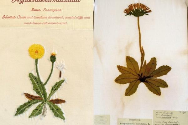 Hypochaeris maculata (combined) by Judy Chaudhri.jpg