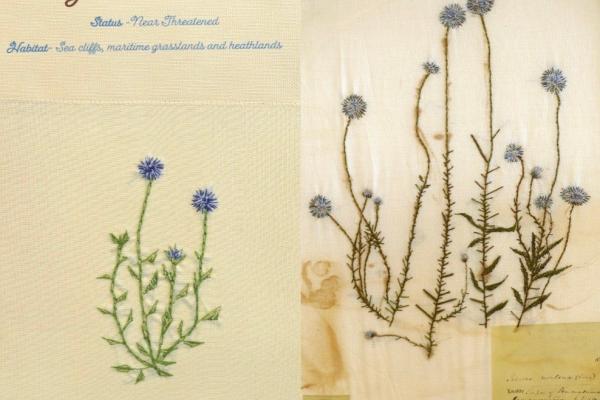Jasione montana (combined) by Rita Ridgeway.jpg