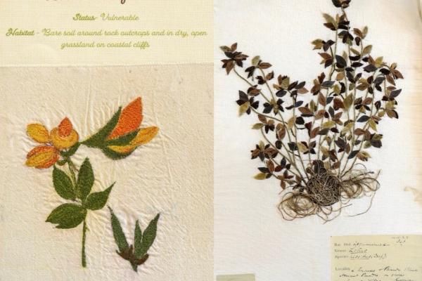 Lotus subbiflorus (combined) by Diana Jones.jpg