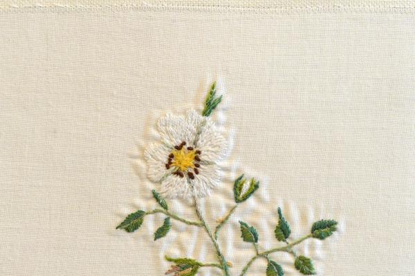Rosa agrestis  (living) by Margaret Buen.jpg