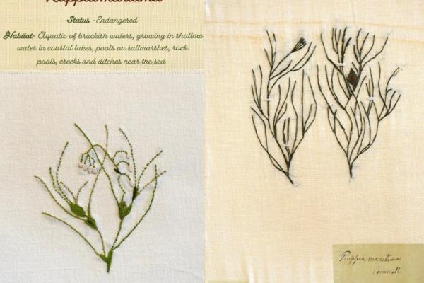 Ruppia maritima (combined) by Brenda Dayson.jpg