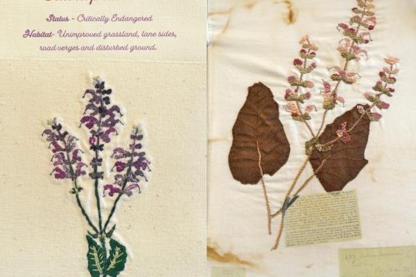 Salvia pratensis (combined) by Fiona Fair.jpg