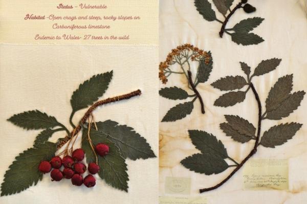 Sorbus minima (combined) by Jody Lee.jpg