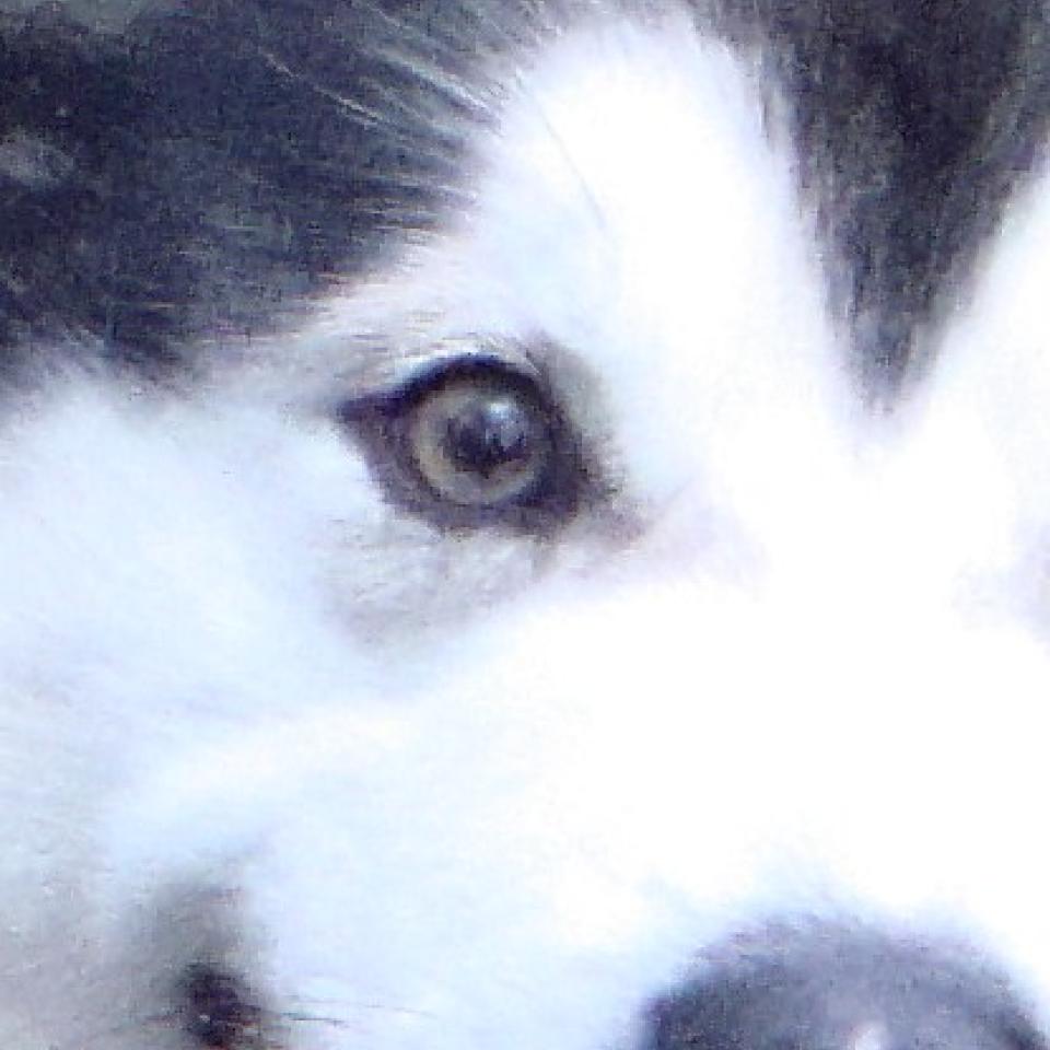 Profile picture for user bluestones8_hotmail_co_uk