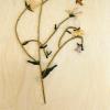 Campanula patula (herbarium) by Elinor James.jpg