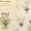 Carex capillaris (combined) by Judy Chaudhri.jpg