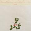 Contoneaster cambricus (living) by Brenda Dayson.jpg