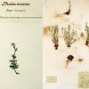 Draba incana (combined) by Karen Wise.jpg