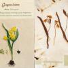Gagea lutea (combined)  Herbarium by Jo Walton, living by Diana Jones.jpg