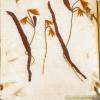 Gagea lutea (herbarium) by Jo Walton.jpg