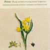 Gagea lutea (living) by Diana Jones.jpg