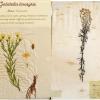 Galatella linosyris (combined) by Trixie Nuthall.jpg