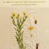 Galatella linosyris (living) by Trixie Nuthall.jpg