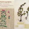 Galeopsis angustifolia (combined) Herbarium by Kathleen King, Living by Glenys Richards Jones.jpg