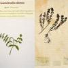 Groenlandia densa (combined) by Brenda Dayson.jpg
