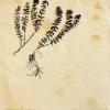 Groenlandia densa (herbarium) by Brenda Dayson.jpg