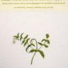 Groenlandia densa (living) by Brenda Dayson.jpg
