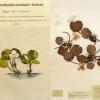 Hydrocharis morsus ranae (combined) by Diana Jones.jpg