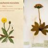 Hypochaeris maculata (combined) by Judy Chaudhri.jpg