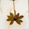 Hypochaeris maculata (herbarium) by Judy Chaudhri.jpg