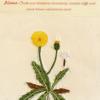 Hypochaeris maculata (living) by Judy Chaudhri.jpg