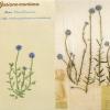 Jasione montana (combined) by Rita Ridgeway.jpg