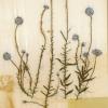 Jasione montana (herbarium) by Rita Ridgeway.jpg