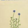 Jasione montana (living) by Rita Ridgeway.jpg