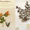 Lotus subbiflorus (combined) by Diana Jones.jpg