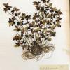 Lotus subbiflorus (herbarium) by Diana Jones.jpg