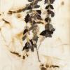 Marrubium vulage (herbarium) by Viv Nugent.jpg