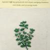 Marrubium vulage (living) by Viv Nugent.jpg