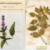Melittis melissophyllum (combined) by Marysia Penn.jpg