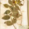 Melittis melissophyllum (herbarium) by Marysia Penn.jpg