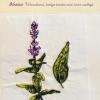 Melittis melissophyllum (living) by Marysis Penn.jpg