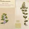 Mentha arvensis (combined) by Janet Surman.jpg