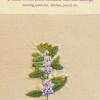Mentha arvensis  (living) by Janet Surman.jpg