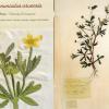 Ranunculus arvensis (combined) by Sue Harris.jpg