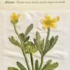 Ranunculus arvensis (living) by Sue Harris.jpg