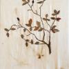 Rosa agrestis (herbarium) by Margaret Buen.jpg