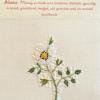 Rosa agrestis  (living) by Margaret Buen.jpg