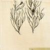 Ruppia maritima (herbarium) by Brenda Dayson.jpg