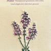 Salvia pratensis (living) by Fiona Fair.jpg