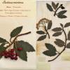 Sorbus minima (combined) by Jody Lee.jpg